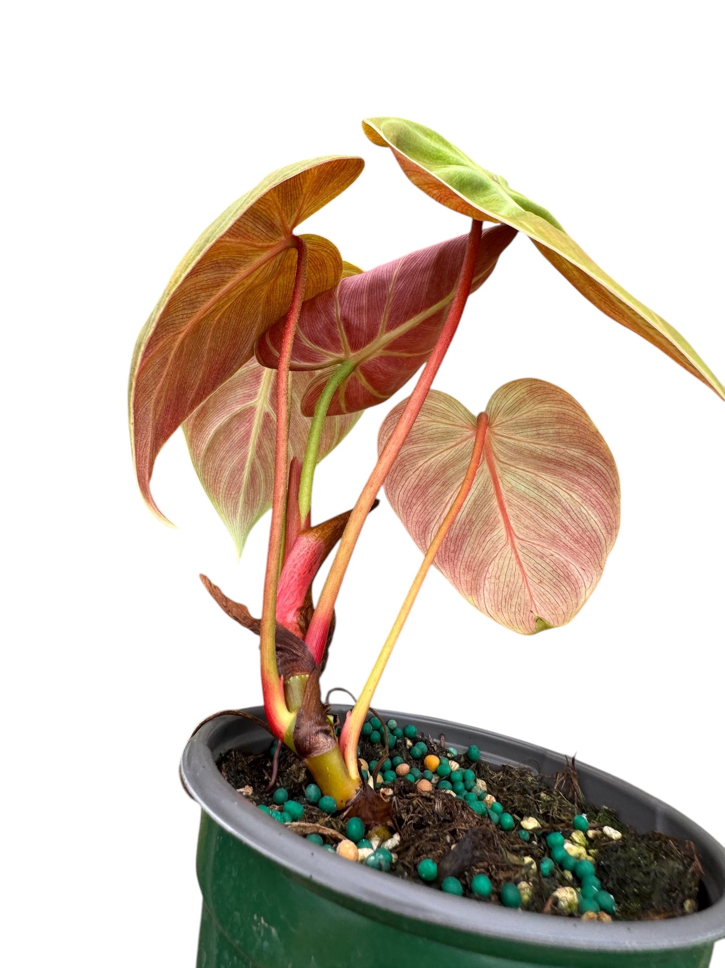 Philodendron choco red 4”