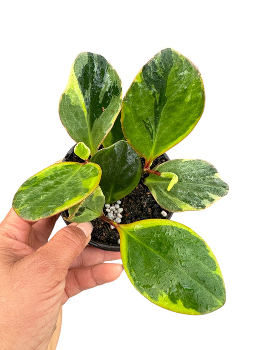 PEPEROMIA GOLDEN GATE 4”