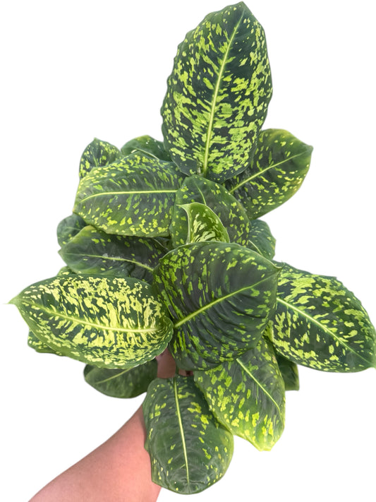 DIEFEMBACHIA REFLECTOR 6”