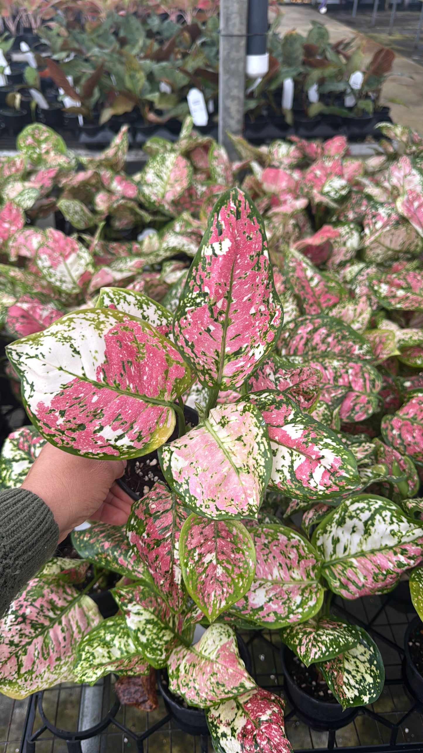 AGLAONEMA ANJAMANEE tricolors 6