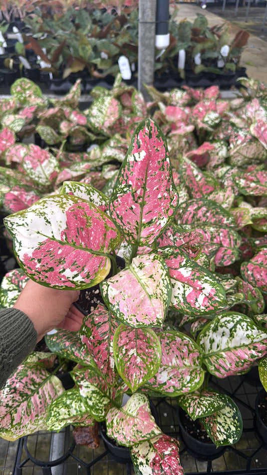 AGLAONEMA ANJAMANEE  tricolors 6