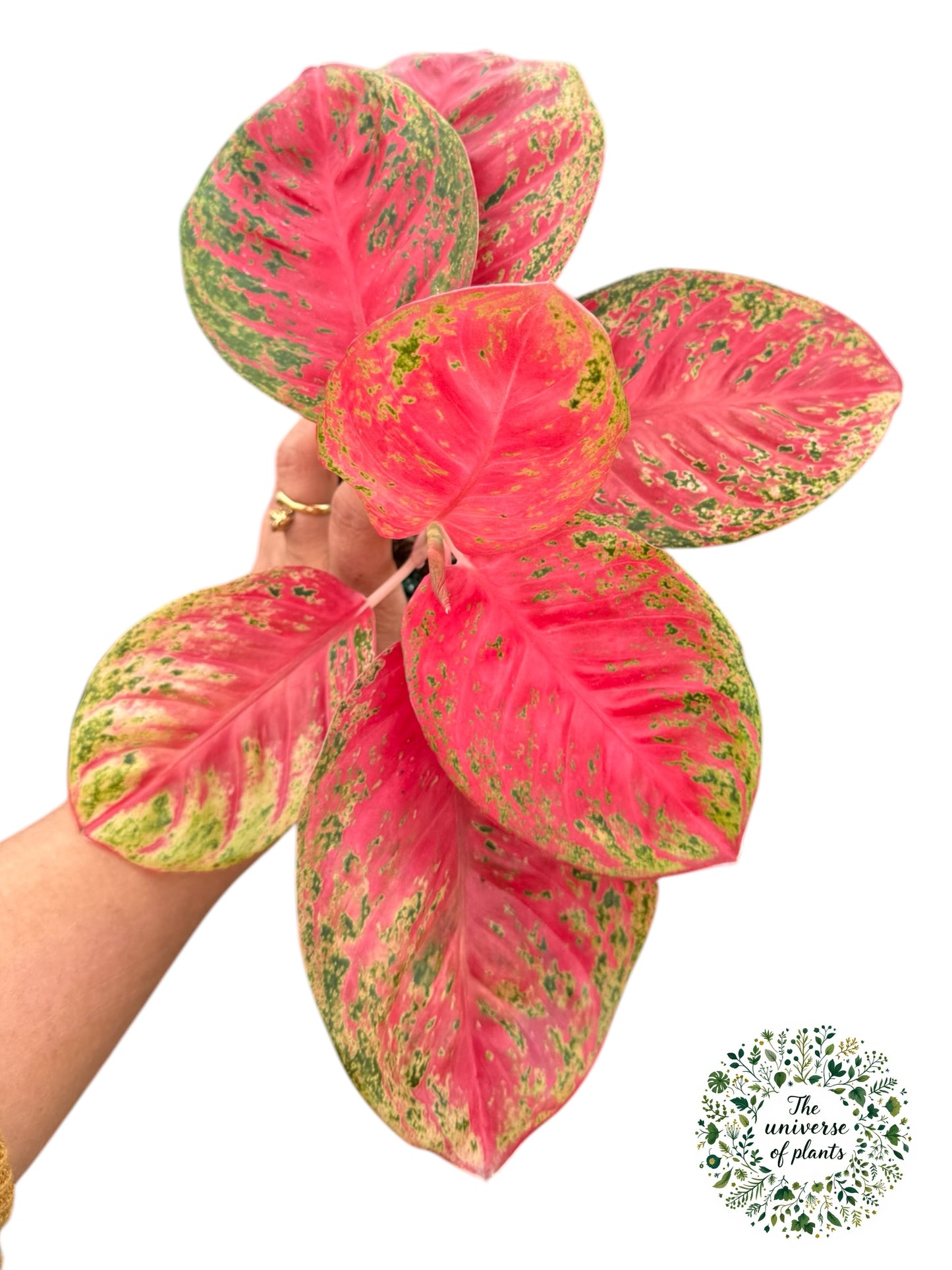 AGLAONEMA Orange sombat 4”