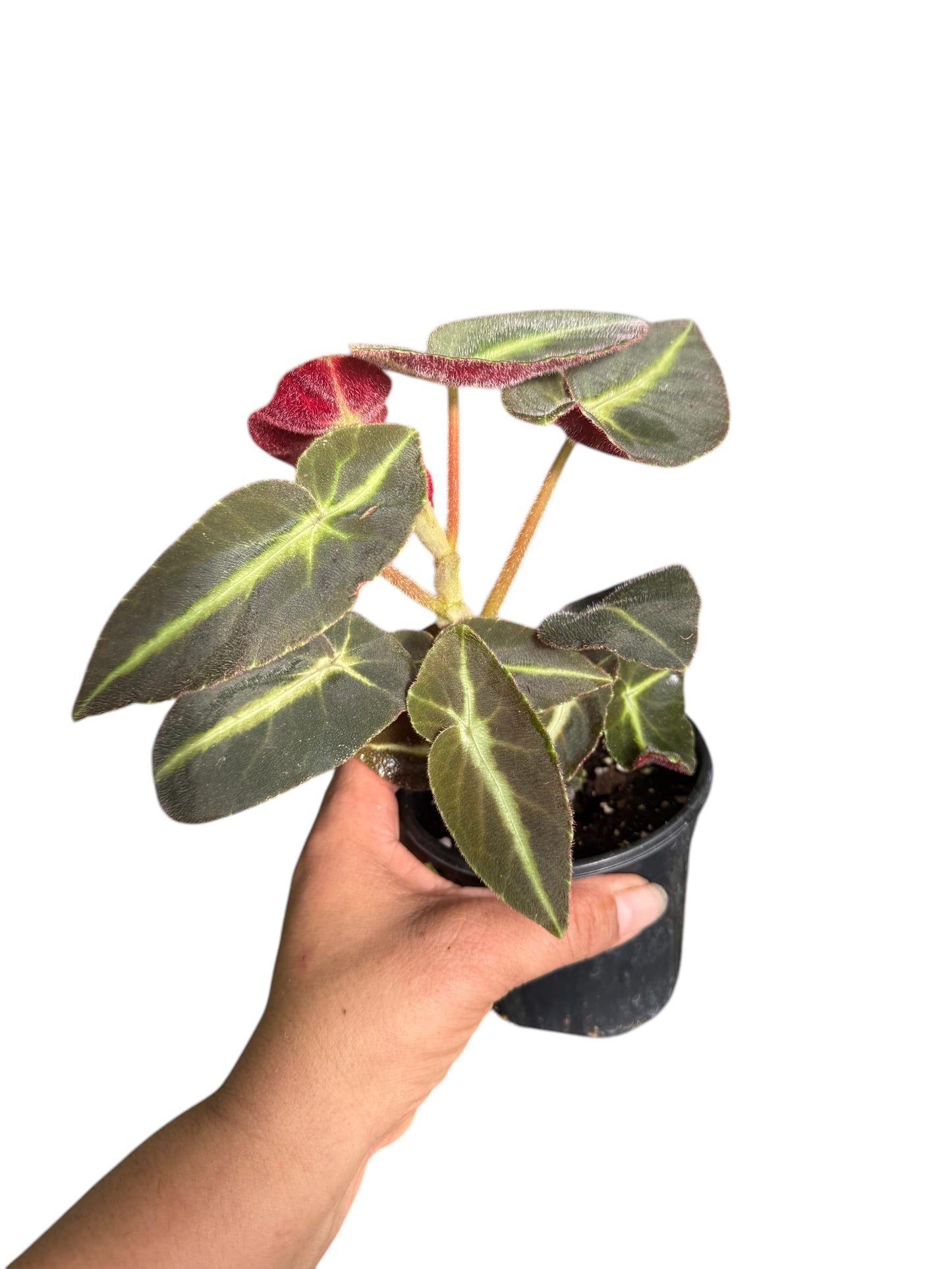 Begonia listada 4”