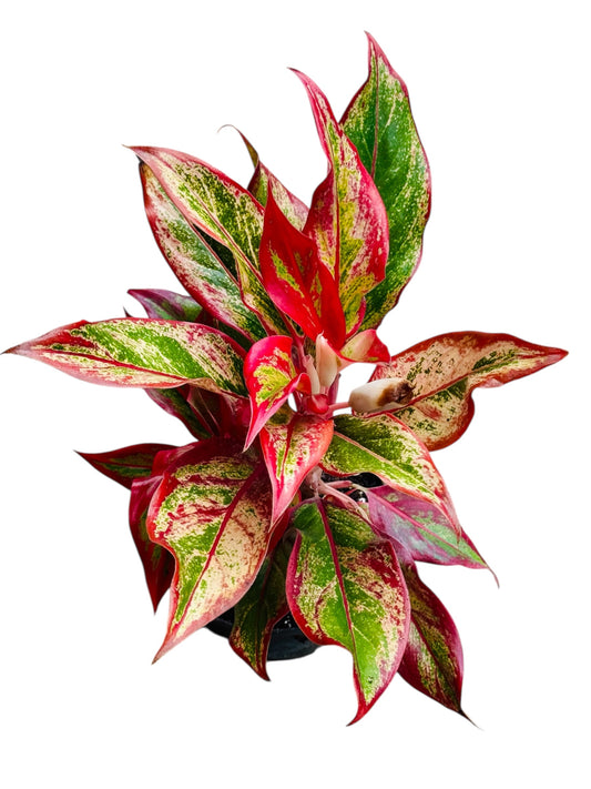 AGLAONEMA RED SIAM 6”