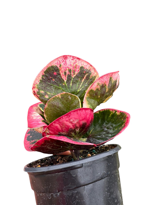 beautiful! Croton rose multicolor 4”