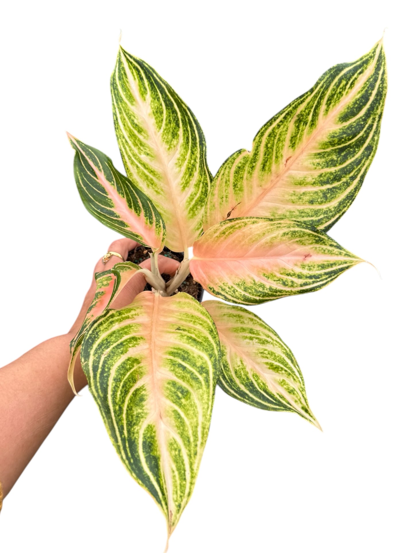 AGLAONEMA pink Panama 4”