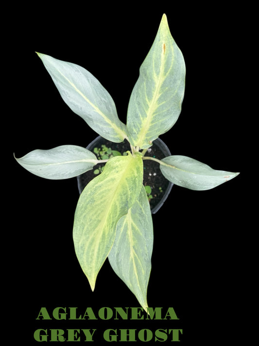 AGLAONEMA GREY GHOST 4”