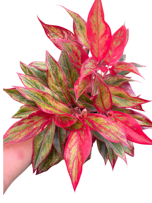 AGLAONEMA RED SIAM 6”