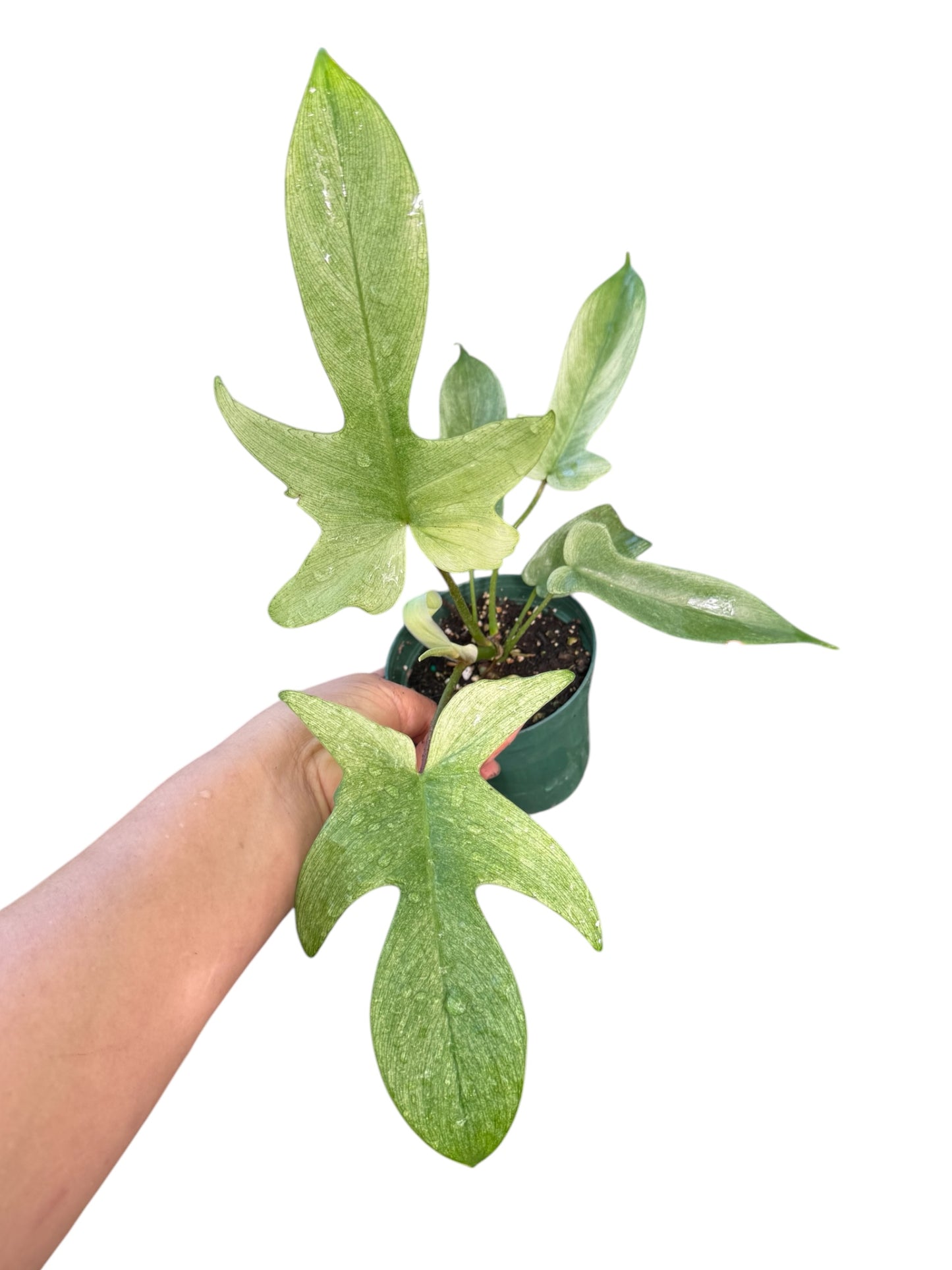 PHILODENDRON FLORIDA 4”