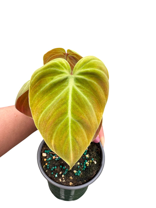 Philodendron choco red 4”