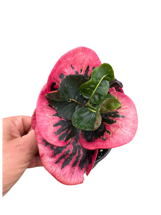 beautiful! Croton rose multicolor 4”