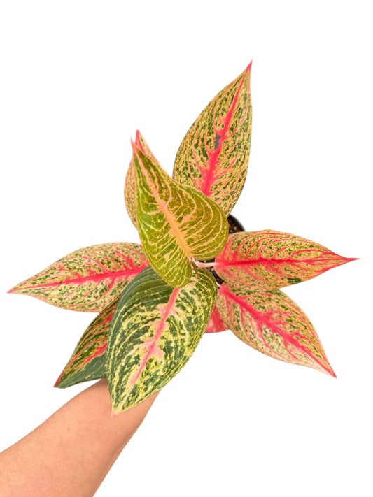 AGLAONEMA red legacy 4”