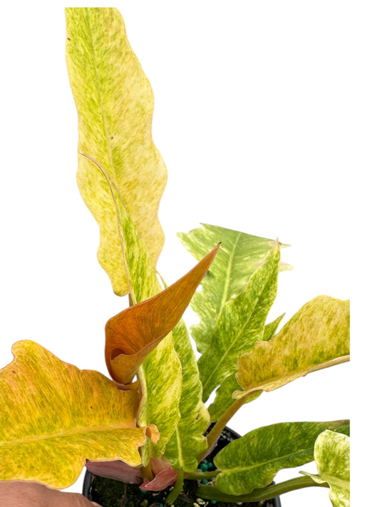 Philodendron Serratum áurea marble