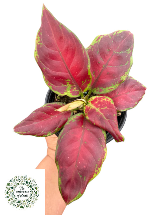 AGLAONEMA black maroon