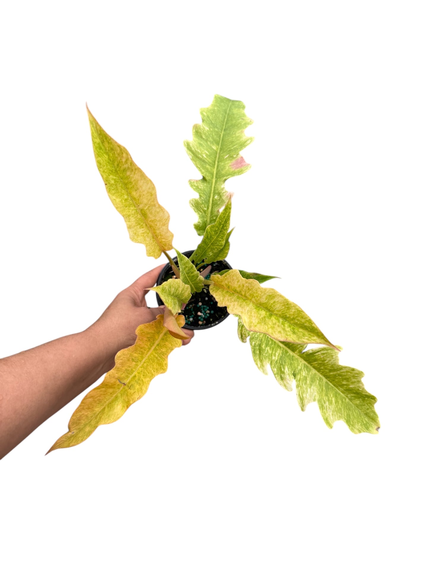 Philodendron Serratum áurea marble