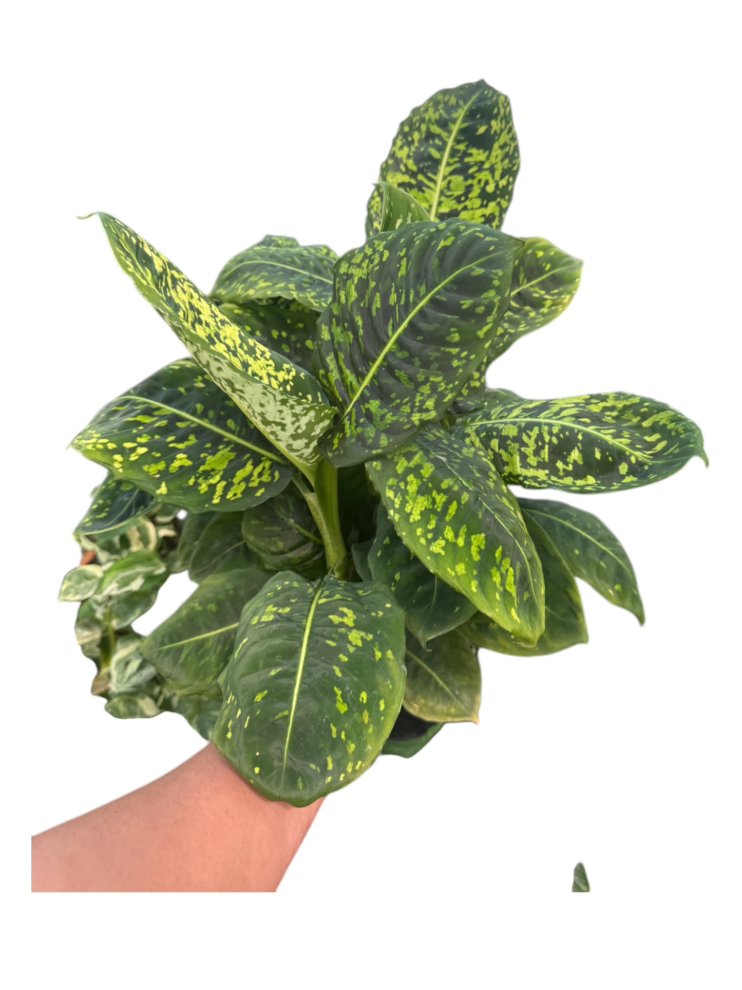 DIEFEMBACHIA REFLECTOR 6”