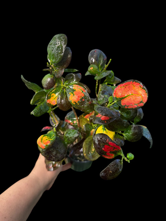 Croton JAPAIN BOTONS 6”