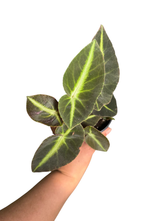 Begonia listada 4”