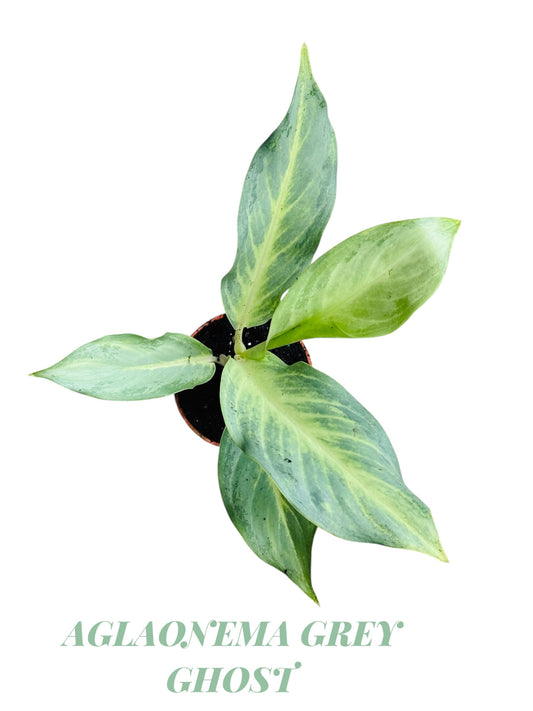 AGLAONEMA GREY GHOST 4”