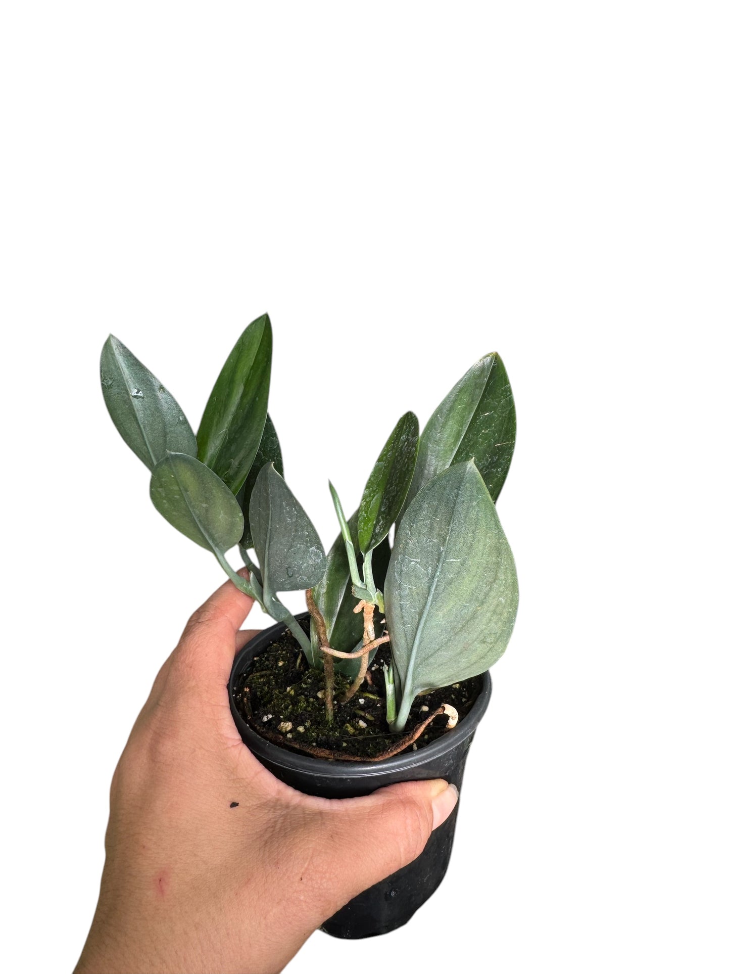 SCINDAPSUS BLACK MOON