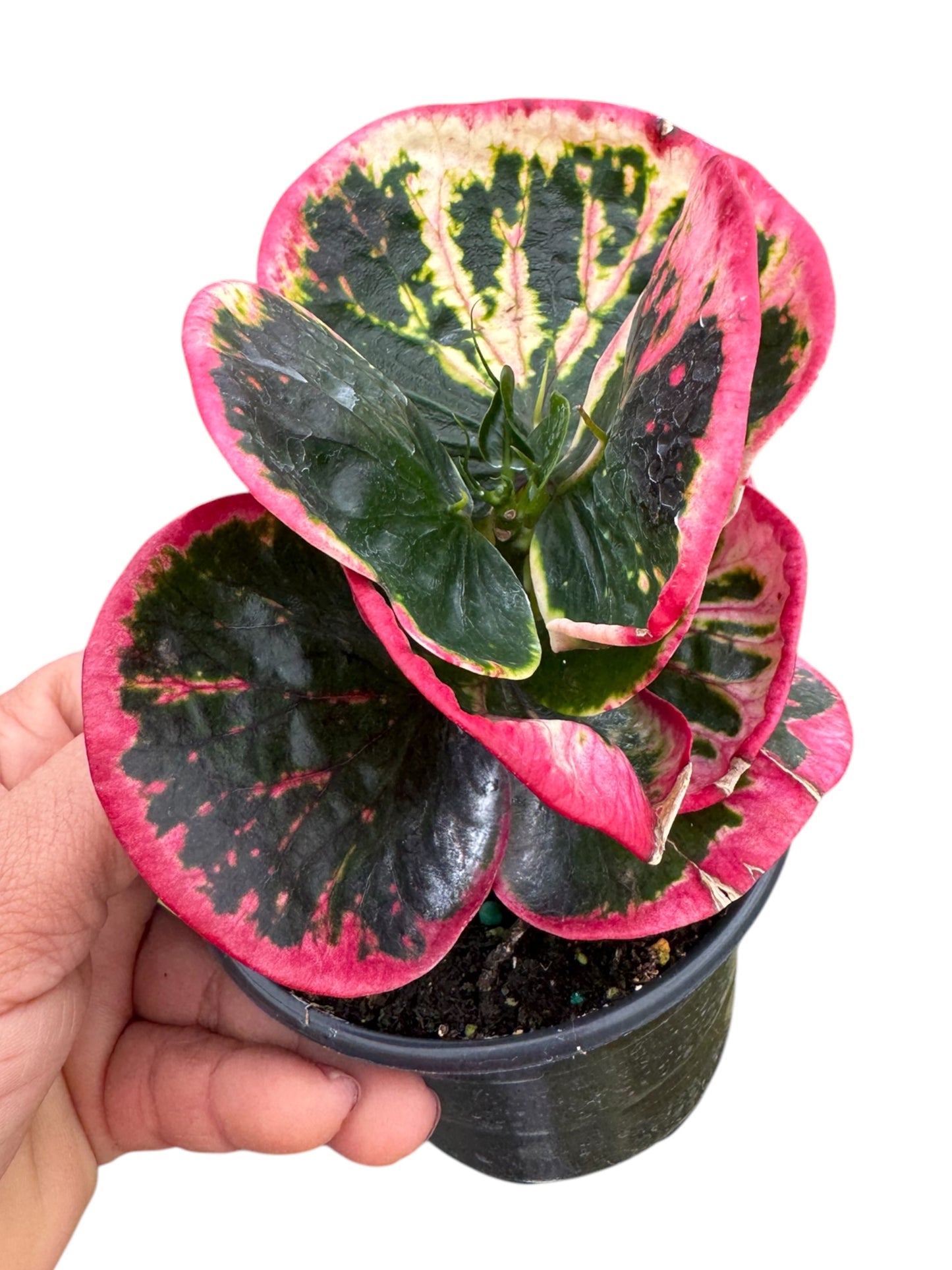 beautiful! Croton rose multicolor 4”