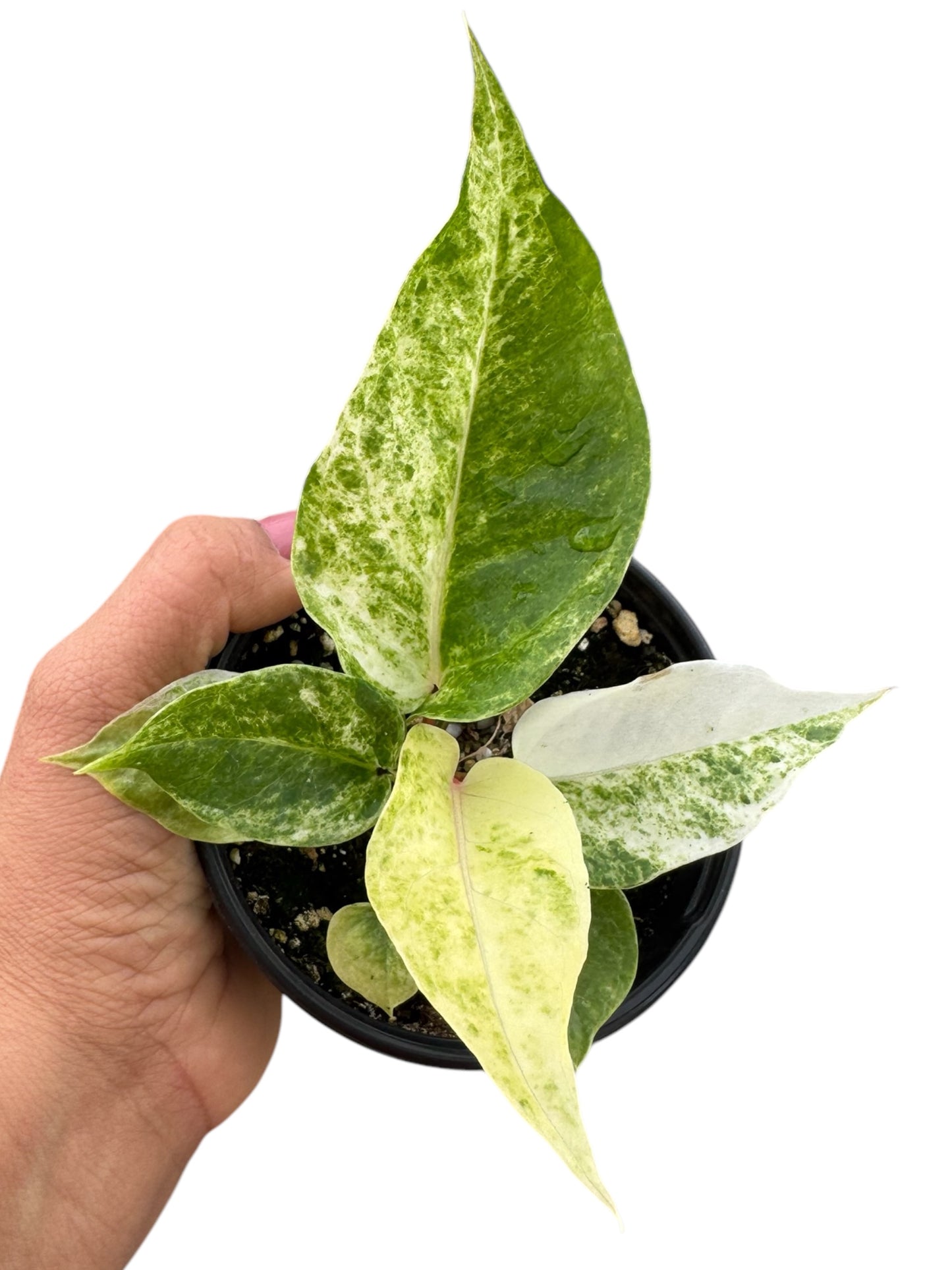 ANTHURIUM HOOKERI ALBO MINT 4”