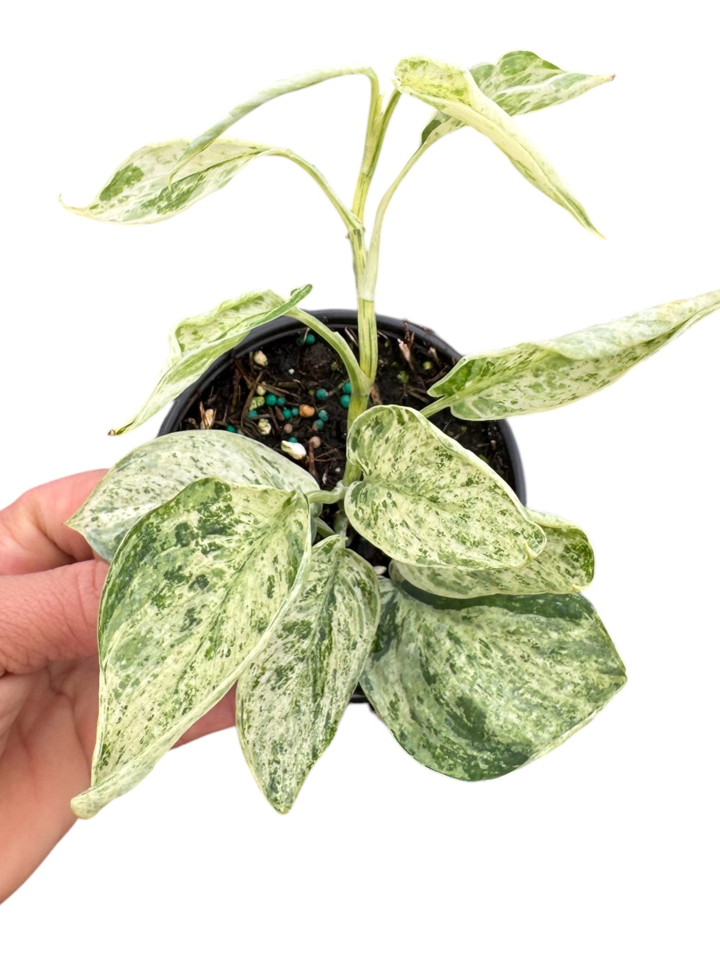 SCINDAPSUS MARBLE QUEEN 4”