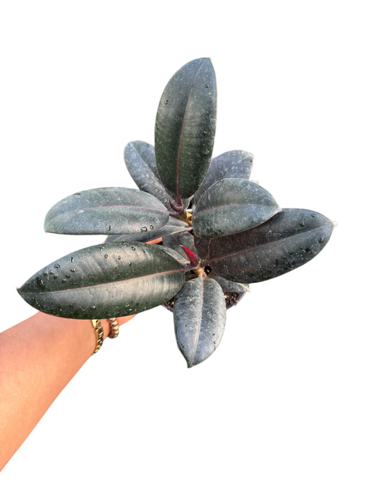Ficus black burgundy 4”