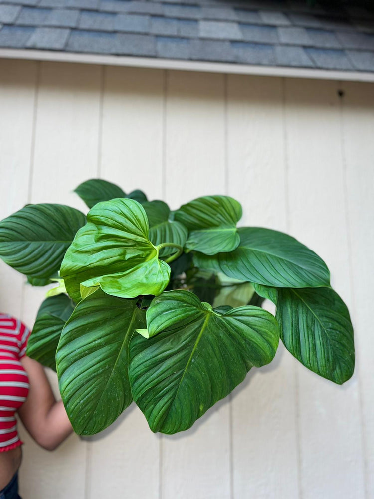 PHILODENDRON