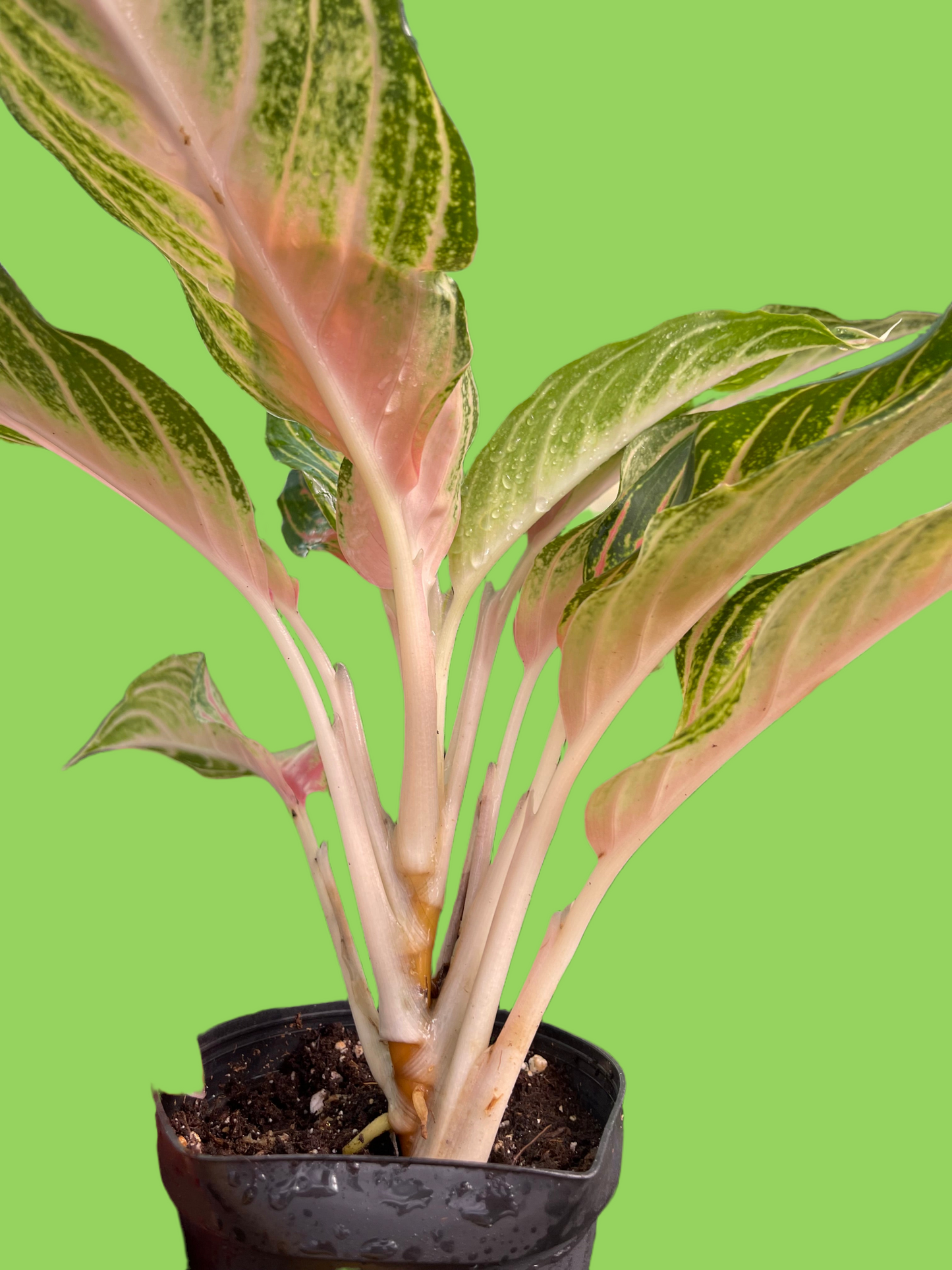 AGLAONEMA PINK PANAMA