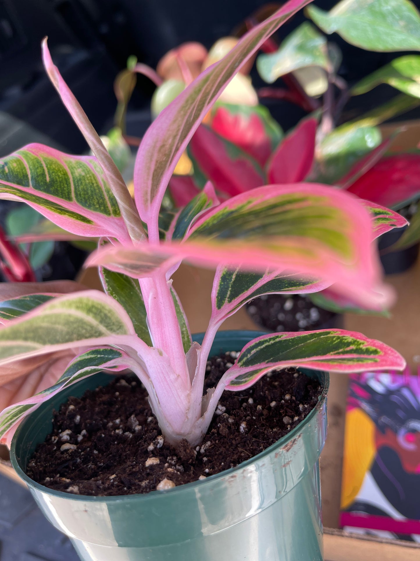 AGLAONEMA LOTUS DELIGHT 4”