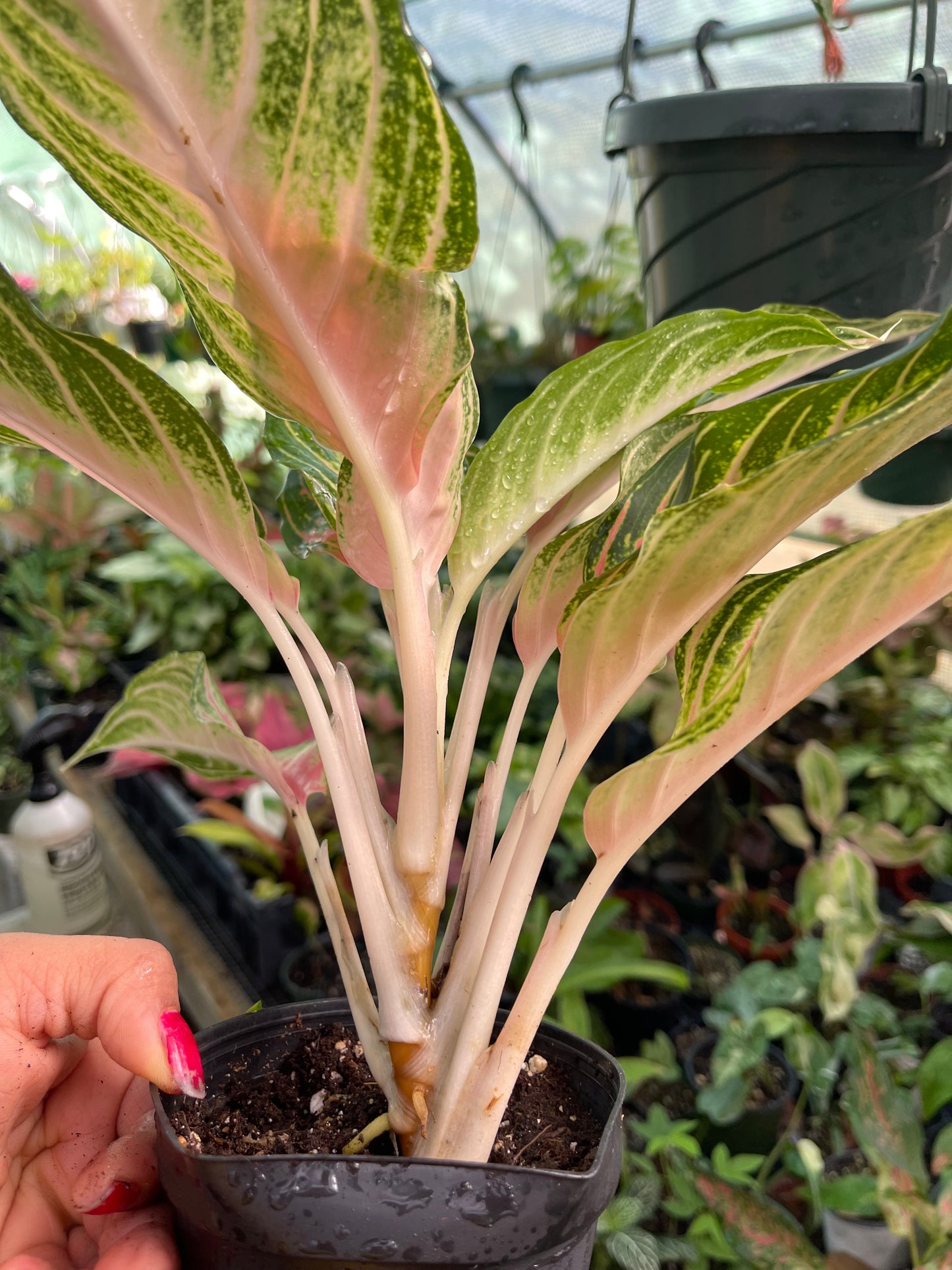 AGLAONEMA PINK PANAMA