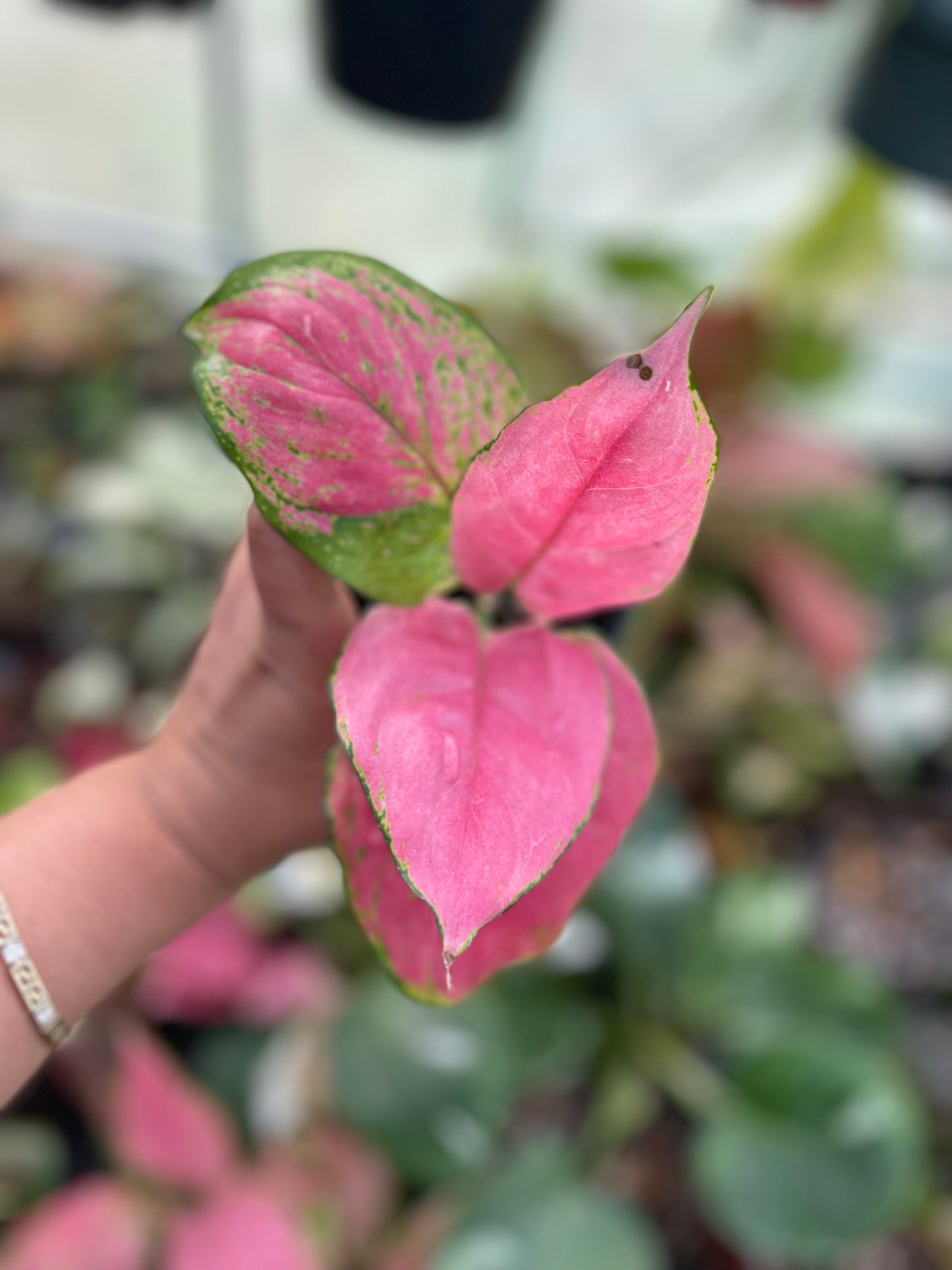 AGLAONEMA LADY PINK