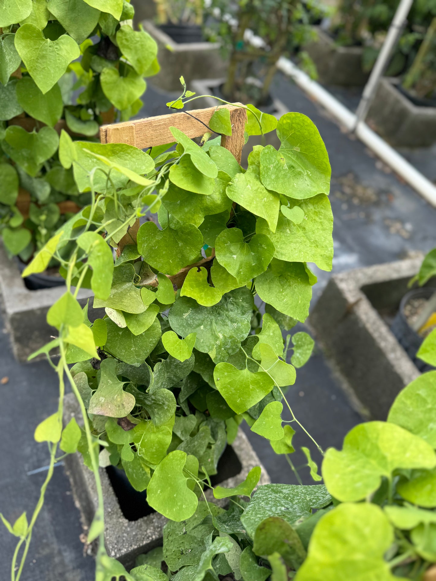 ARISTOCHIA PLANT BEAUTIFUL AND RARE PLANT