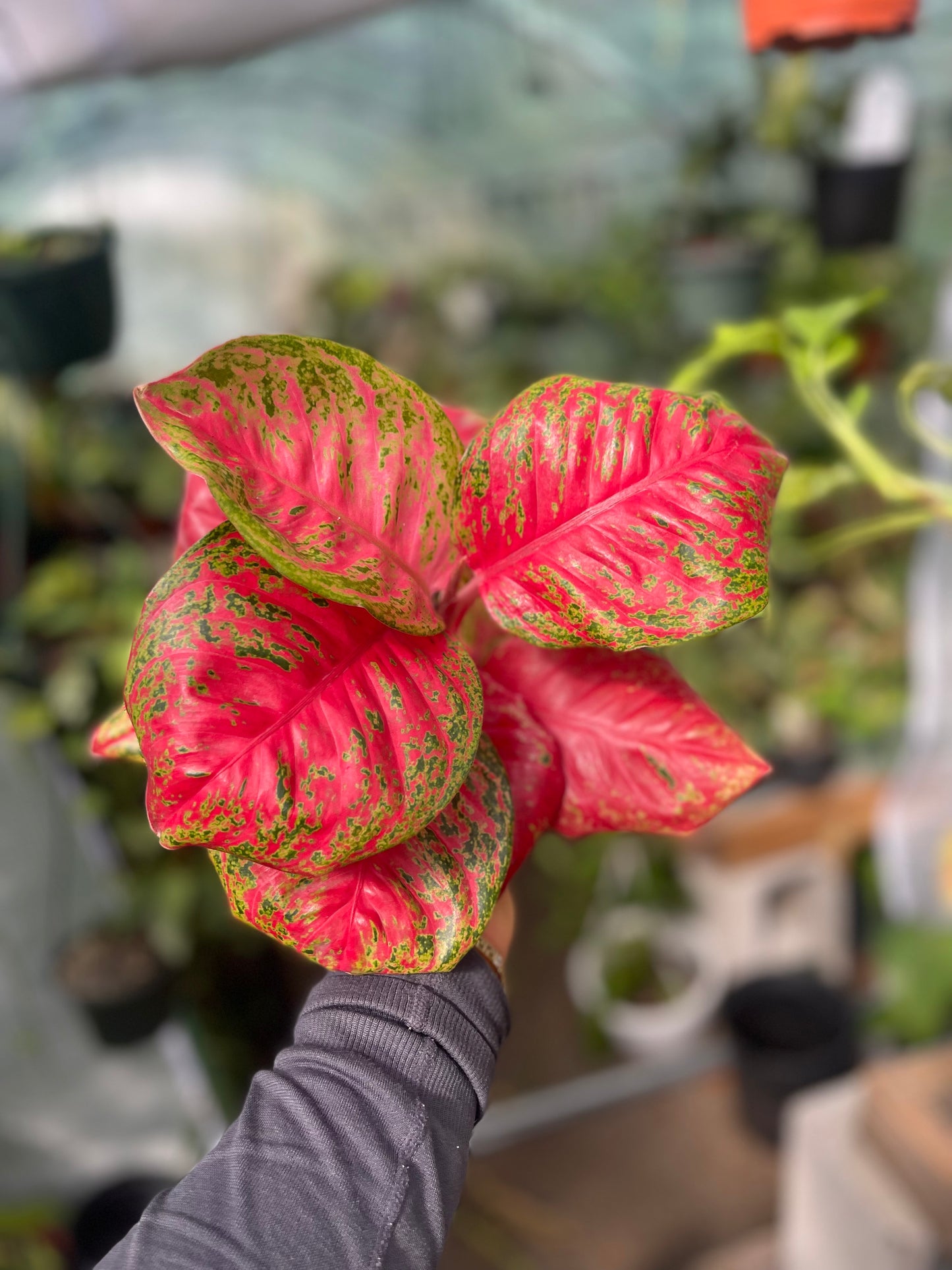 AGLAONEMA ORANGE SOMBAT