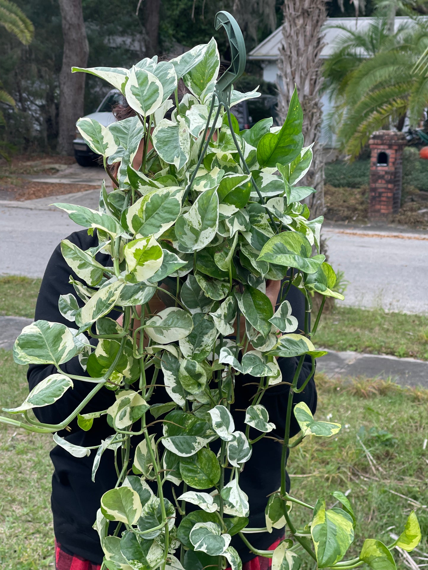 POTHOS NJOY 8”VERY LONG AND FULL POT