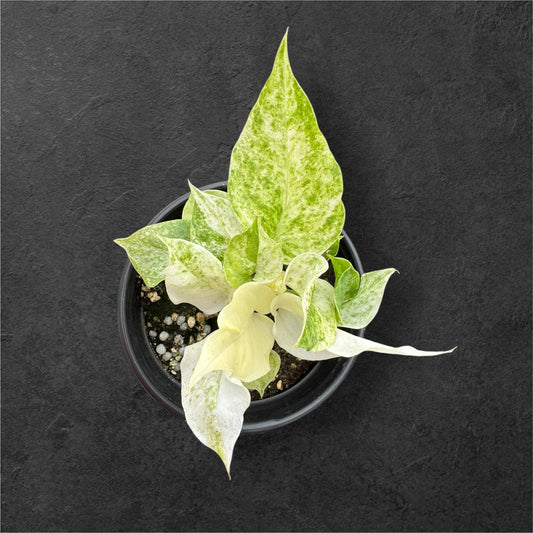 ANTHURIUM HOOKERI ALBO MINT 4”