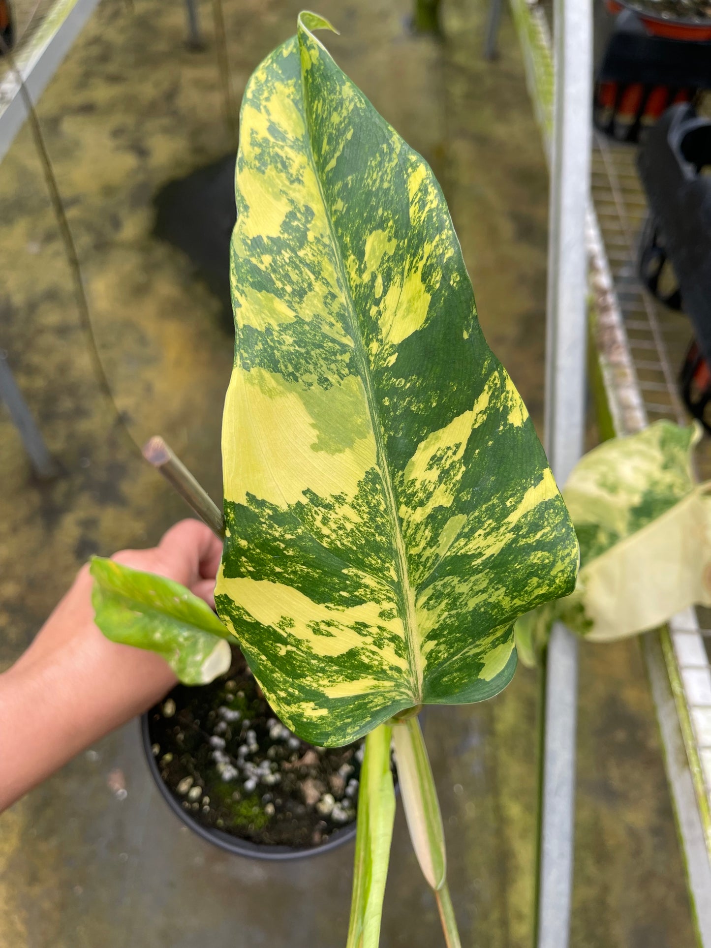 DOMESTICUM VARIEGATED 6” HIGH VARIEGATED