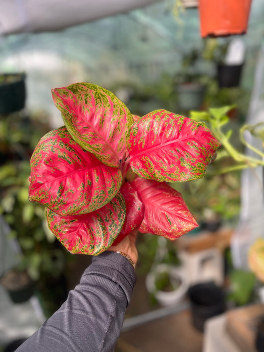 AGLAONEMA ORANGE SOMBAT