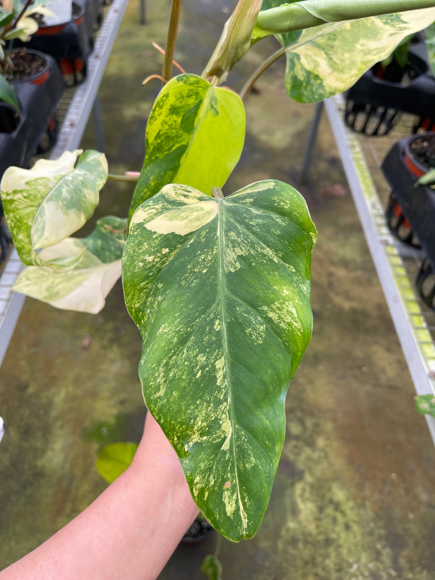 DOMESTICUM VARIEGATED 6” HIGH VARIEGATED