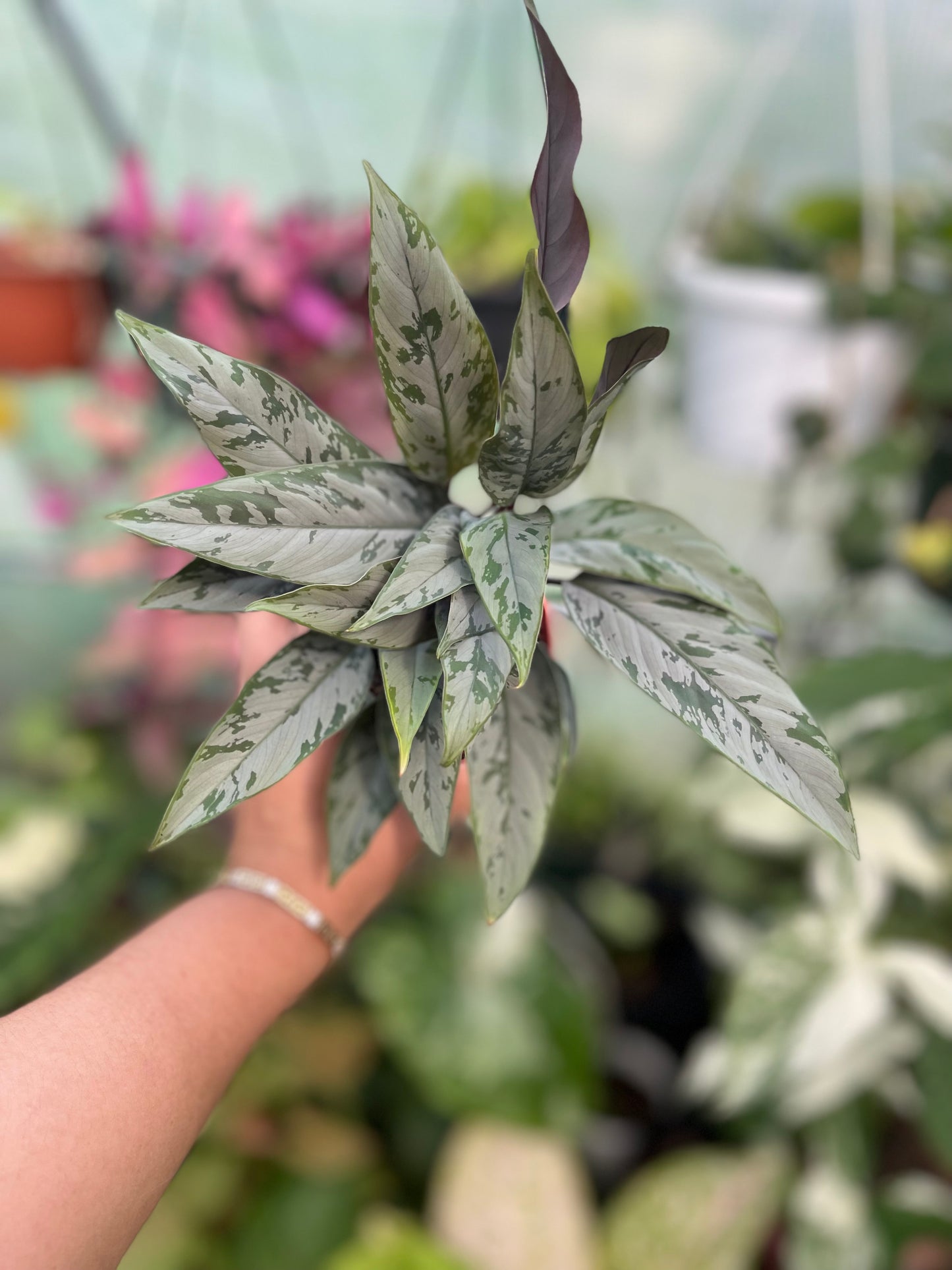 AGLAONEMA SILVER APOBALIS