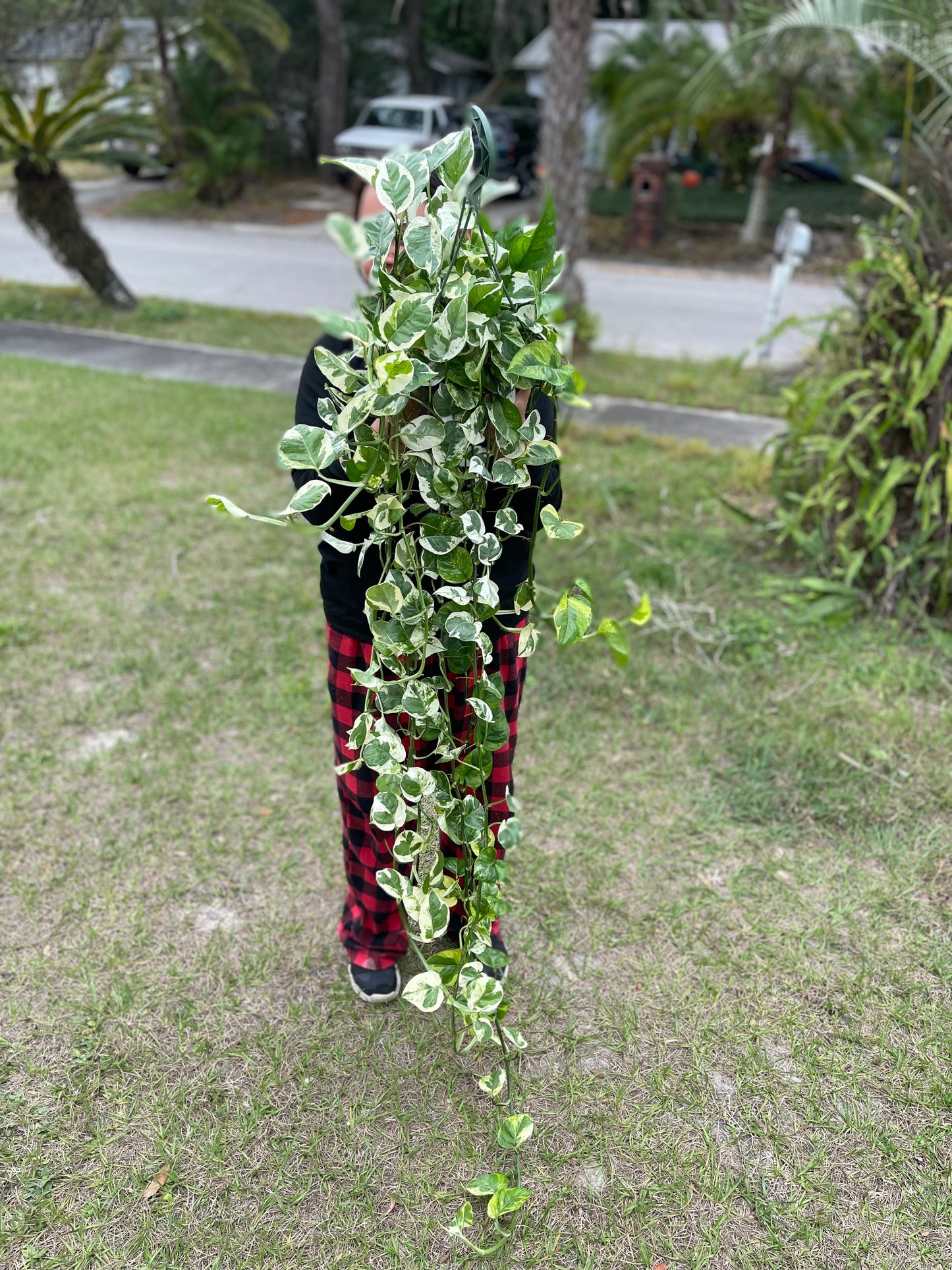 POTHOS NJOY 8”VERY LONG AND FULL POT