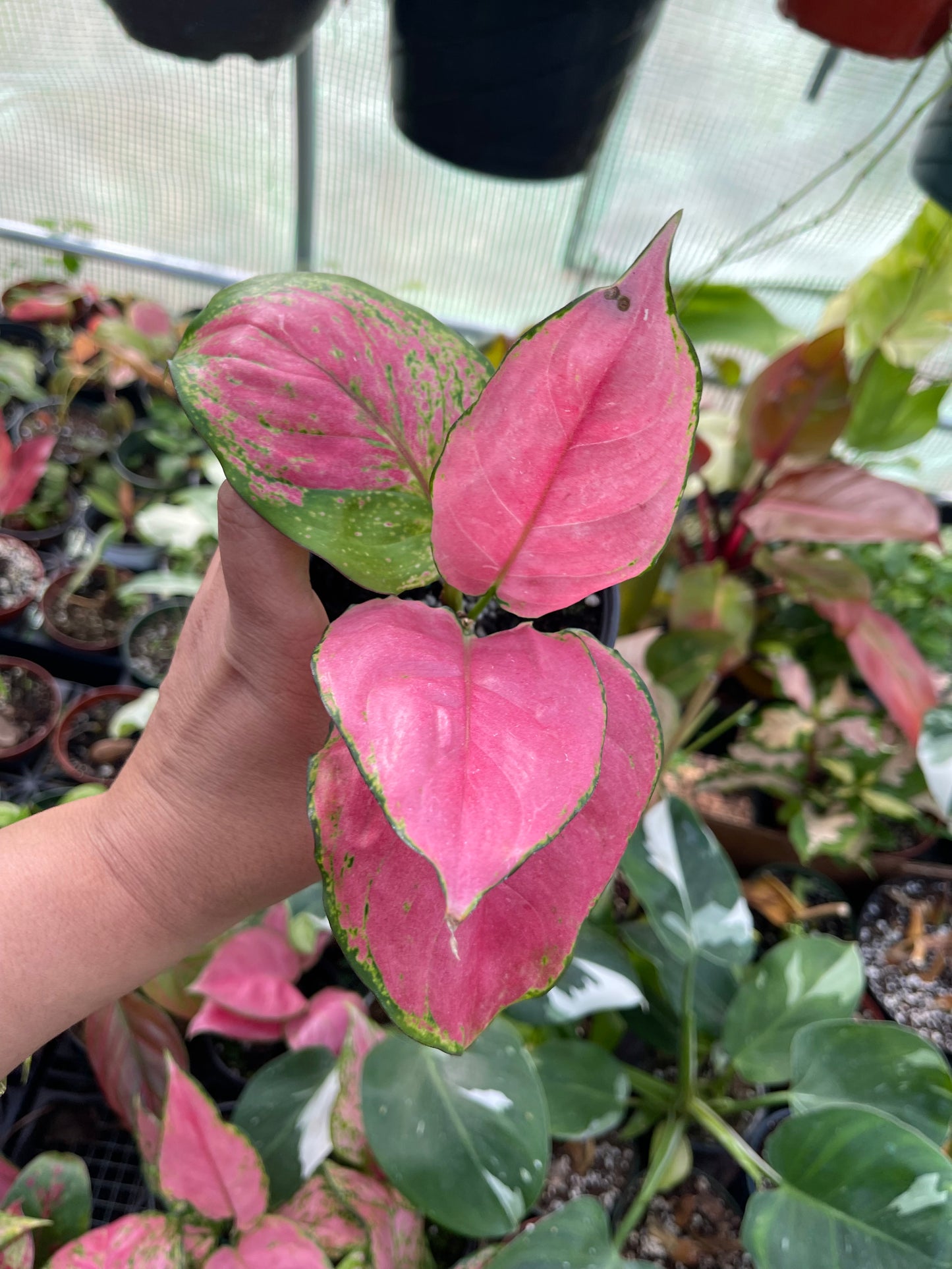 AGLAONEMA LADY PINK