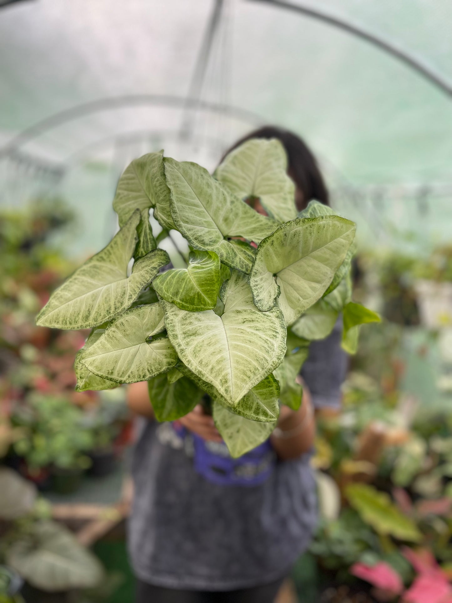 SYNGONIUM WHITE BUTTERFLY 6”