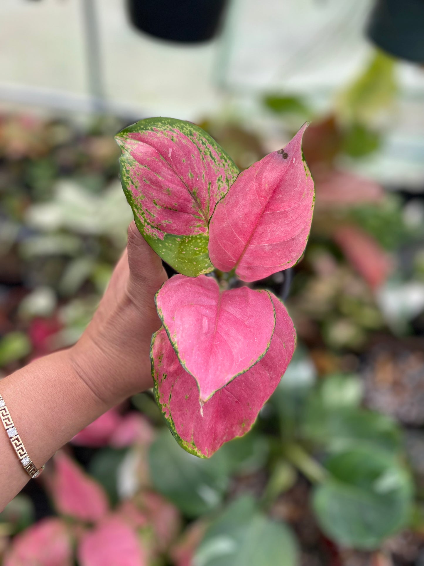 AGLAONEMA LADY PINK