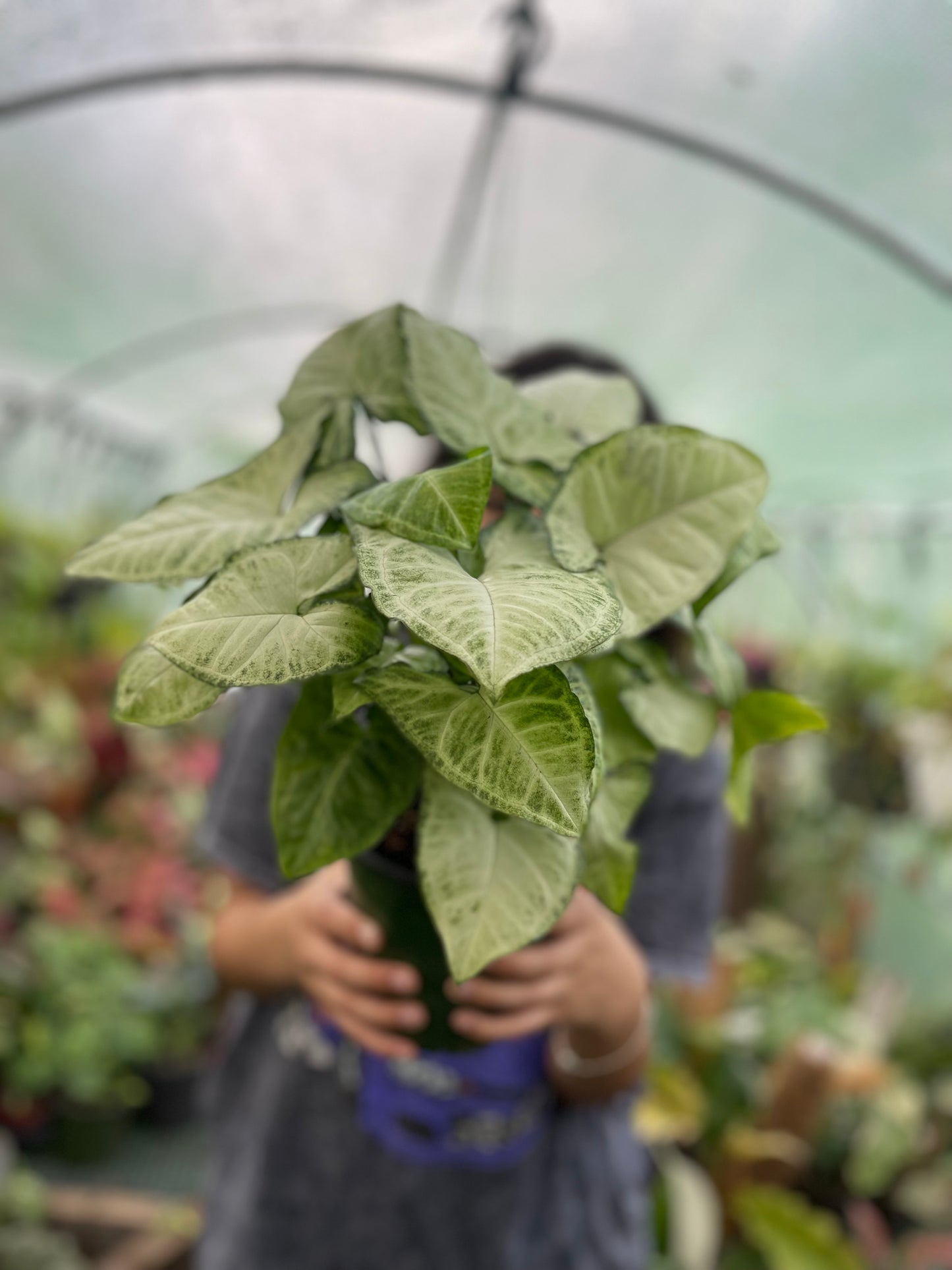 SYNGONIUM WHITE BUTTERFLY 6”