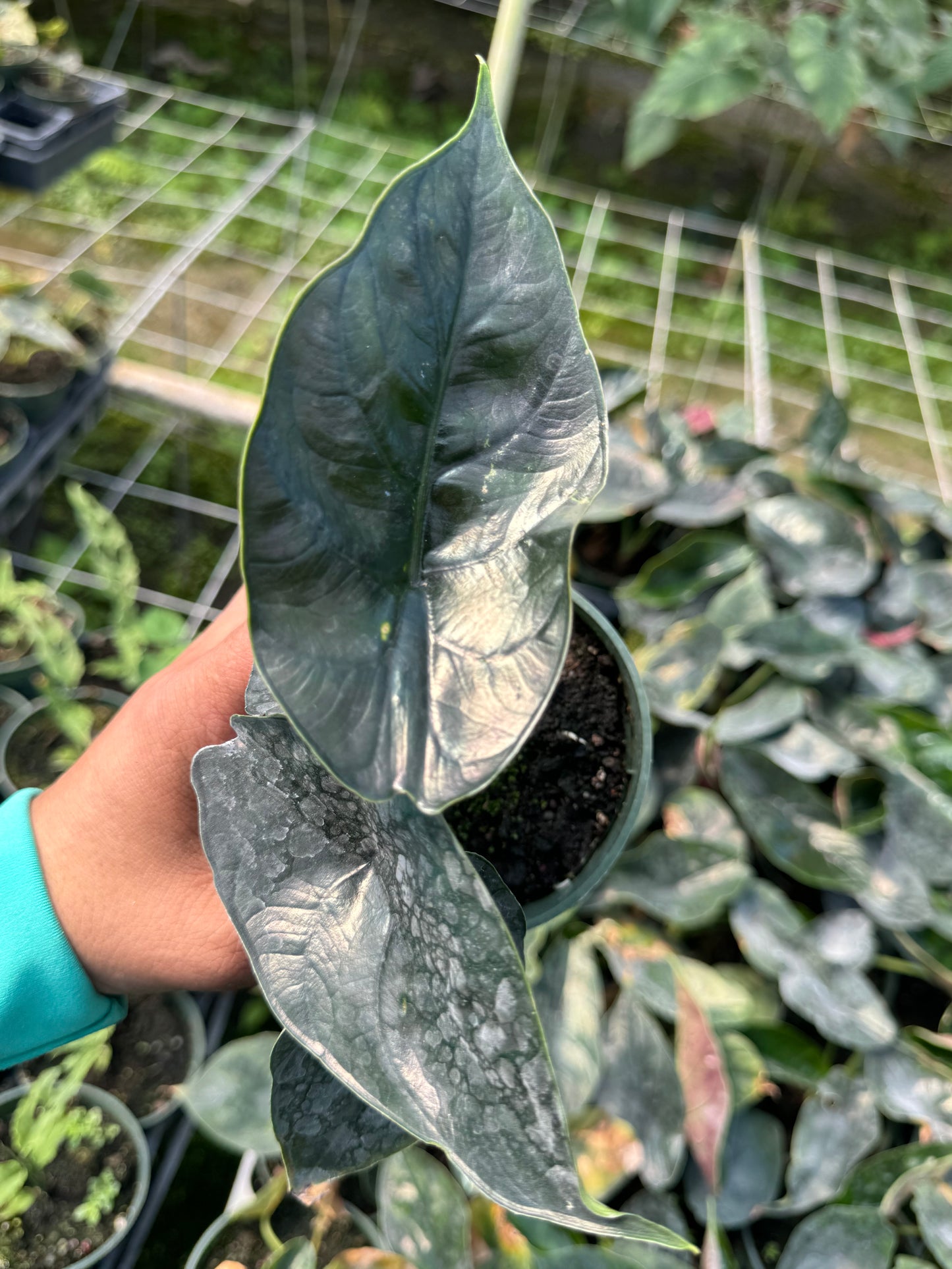 ALOCASIA GREEN UNIKORN AZLANI X DRAGON SCALE HYBRID 4”