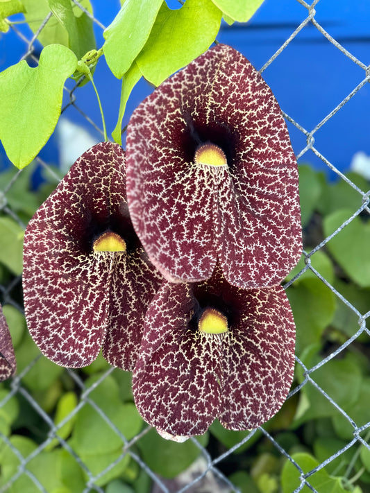 ARISTOCHIA PLANT BEAUTIFUL AND RARE PLANT