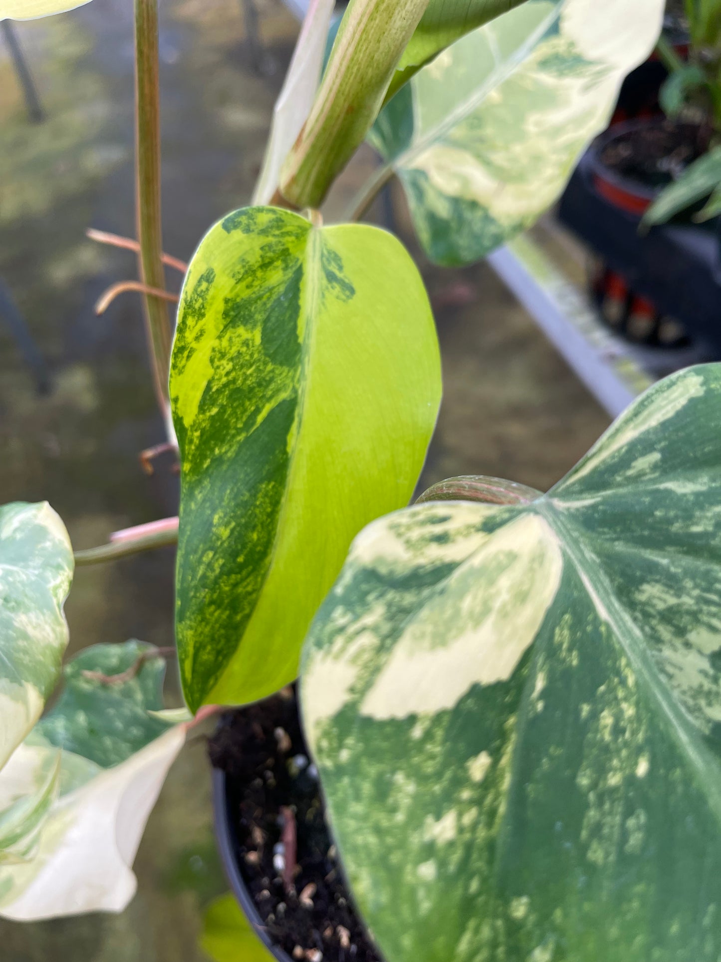 DOMESTICUM VARIEGATED 6” HIGH VARIEGATED