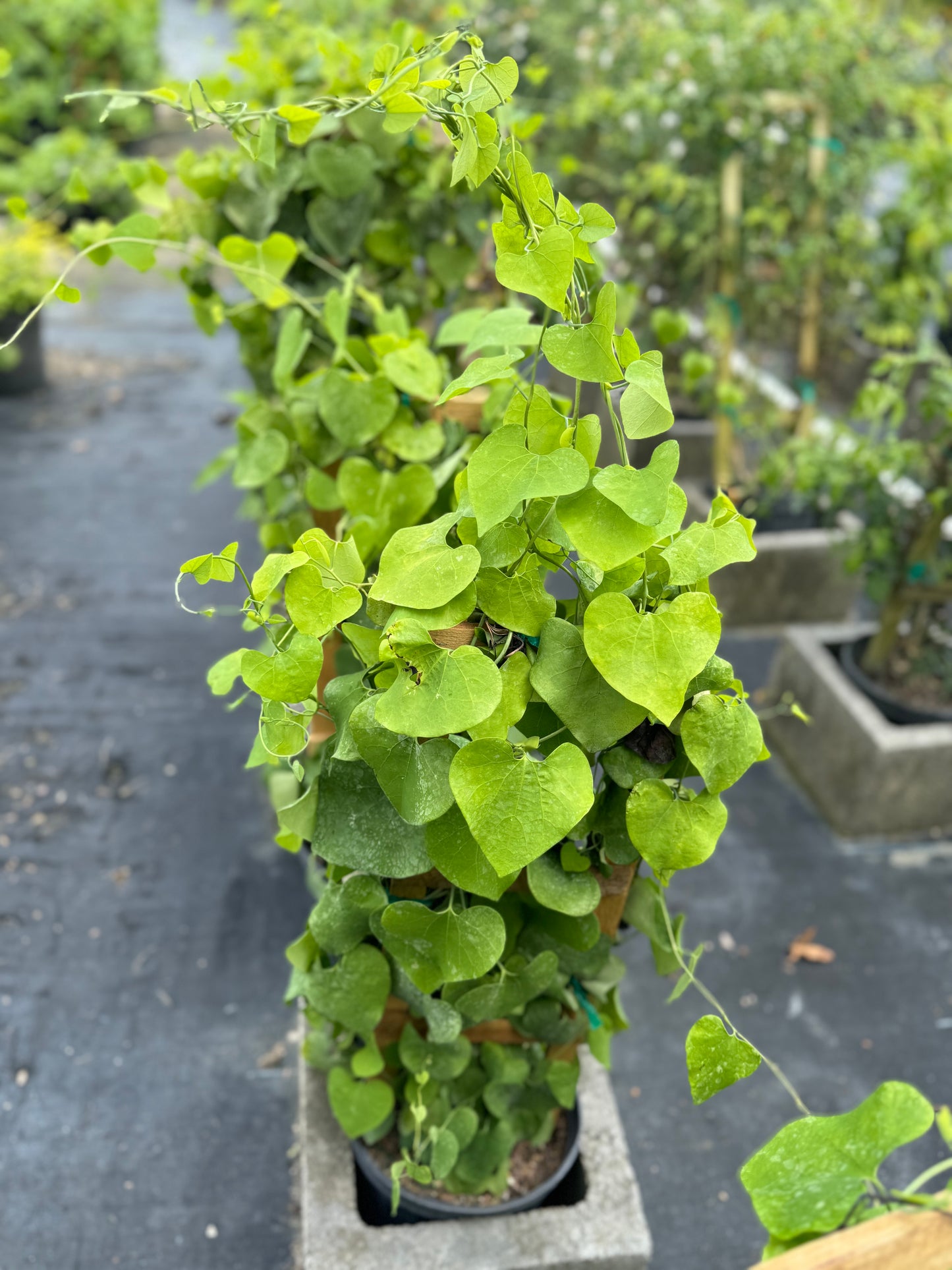 ARISTOCHIA PLANT BEAUTIFUL AND RARE PLANT